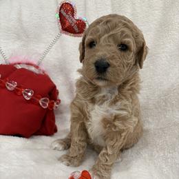 Danielle - Cafe au lait female Poodle puppy in Vilonia, Arkansas from Donna’s Pretty Poodles