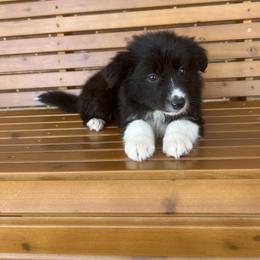 Border Collie Puppies from SoCal/Promise Land Border Collies