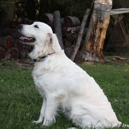 Golden Retrievers from Hope Hollow Retrievers