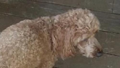 Rusty Acres in New York | Cavapoo puppies | Good Dog