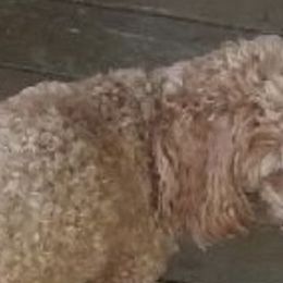 Cavapoos from Rusty Acres