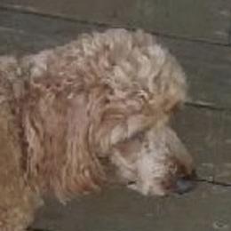 Cavapoos from Rusty Acres