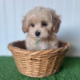 Charlie Brown - Cream male Maltipoo puppy in Springtown, Texas from North Texas Puppies