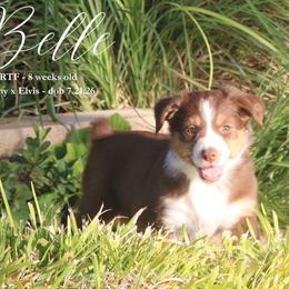 Belle - Red tri female Miniature Australian Shepherd puppy in Grandfield, Oklahoma from Hunt Farms Australian Shepherds