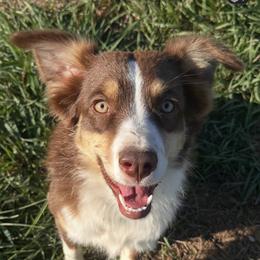 Paisley - Miniature Australian Shepherd