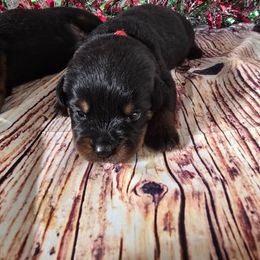 Amy - Black and tan female Rottweiler puppy in Peoria, Arizona from Von Diamond Hearts Rottweilers