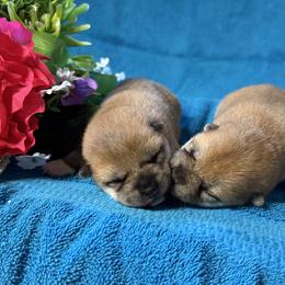 Girl 1 - Red female Shiba Inu puppy in Tuscaloosa, Alabama from Rita and Daniel Montgomery - Cedarwood Siberians and Shibas