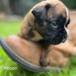 Boxer Puppies from Von Royal Dell’Infinite