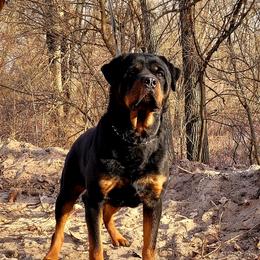 Vito - Rottweiler