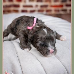 Partridge - Blue merle female Bernedoodle puppy in Connersville, Indiana from Deaz Doodle Ranch