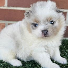 Luna - Blue merle and tan tri female Pomeranian puppy in Shady Point, Oklahoma from Imperial Pomeranians