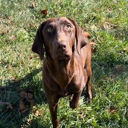 Remi - Labrador Retriever