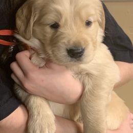 Golden Retriever Puppies from Rangel’s Adorable Golden Retrievers of Dallas Texas