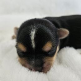 Yorkshire Terrier Puppies from Lady A's Yorkies