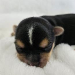 Yorkshire Terrier Puppies from Lady A's Yorkies