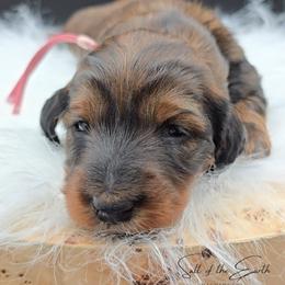 Mauve Collar ON HOLD - Red female Dachshund puppy in Zebulon, North Carolina from Salt of the Earth Dachshunds