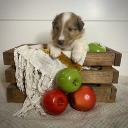 Hopper - Sable merle and white male Collie puppy in Chilhowie, Virginia from Jolly Collies