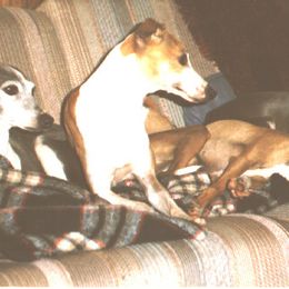 Italian Greyhounds from Uwharrie