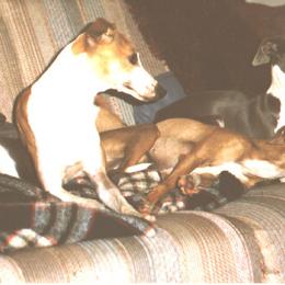 Italian Greyhounds from Uwharrie