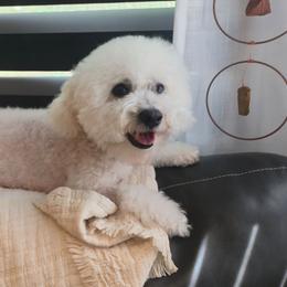 Bichon Frise puppies from Beloved Bichon