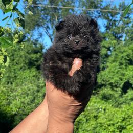 Sam - Black male Pomeranian puppy in Kansas City, Missouri from S&K Pomeranians