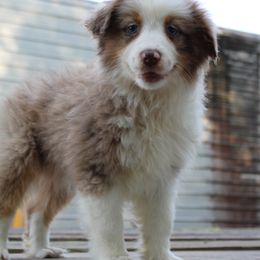 Miniature Australian Shepherd Puppies from Alexander Canines