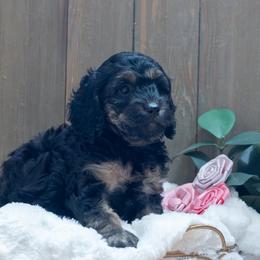 Poppy - Black and tan female Cavapoo puppy in Fairfield, Illinois from Positively Doodles