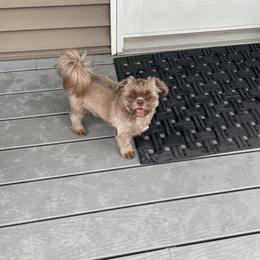 Finnegan - Shih Tzu