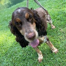 Kimber - English Springer Spaniel