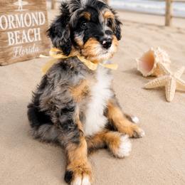 Truffle - Merle male Goldendoodle puppy in Orange City, Florida from Rainbow Doodle