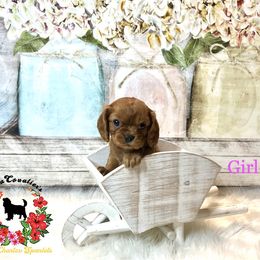 Cavalier King Charles Spaniel Puppies from Ohana Cavalier King Charles Spaniels