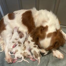 Milo - Blenheim male Cavalier King Charles Spaniel puppy in Paulden, Arizona from Nine Mile Cavaliers