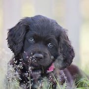 Boykin Spaniels from Dawn Crites