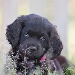 Boykin Spaniels from Dawn Crites