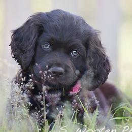 Boykin Spaniels from Dawn Crites