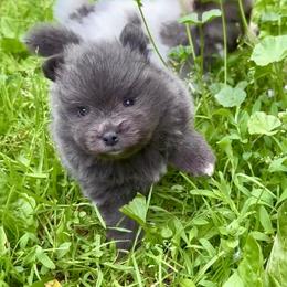 Blue Sable with White mismark 3wks - Blue sable male Pomeranian puppy in Madison, Ohio from PawSitive Therapy Pomeranians