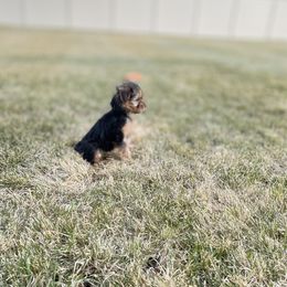 Yorkshire Terrier Puppies from Alvarado’s Yorkies