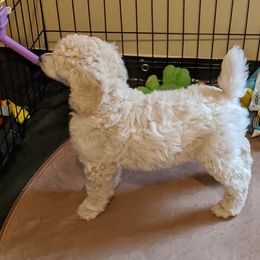 Poodle Puppies from LaTerra Cove Poodles