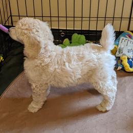 Poodle Puppies from LaTerra Cove Poodles