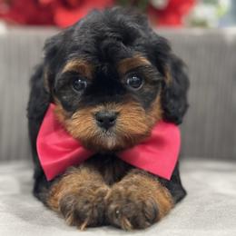 Muffins - Black and tan female Cavapoo puppy in Apple Valley, California from Fletcher Fuzzy Friends