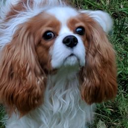 Benny - Cavalier King Charles Spaniel