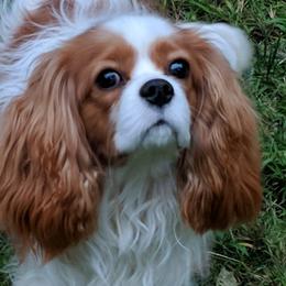 Benny - Cavalier King Charles Spaniel