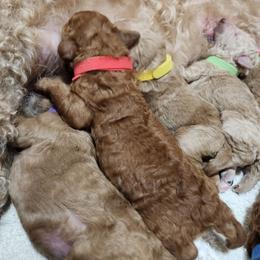 Red collar (Sherry) - Red  female Poodle puppy in Stephentown, New York from Creme de la Poodle, standard poodles