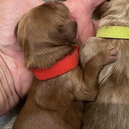 Red collar boy - Red  male Goldendoodle puppy in Fairfield, California from Twin Sisters Doodles