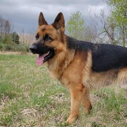 German Shepherds from Krudup German Shepherds