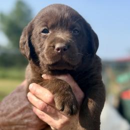 Noble - Chocolate male Dilute Retriever puppy in Baldwin City, Kansas from Hedge Lane Labradors