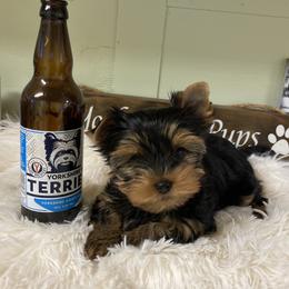 Yorkshire Terrier Puppies from York Girl’s Pups