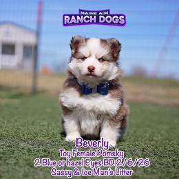 Beverly - Red and white female Pomsky puppy in Humeston, Iowa from M.A.R. Dogs