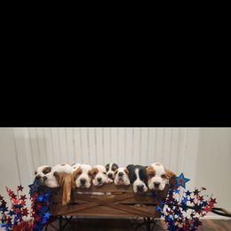 Basset Hound Puppies from Twin Creek Acres