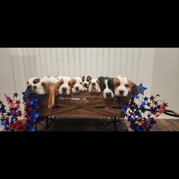 Basset Hound Puppies from Twin Creek Acres
